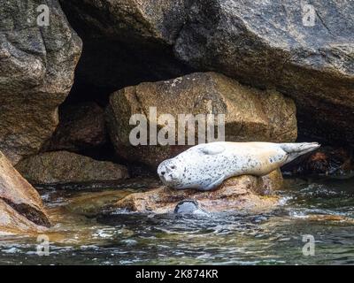 Un foca di porto adulto (Phoca vitulina) ha tirato fuori sulle rocce nel Kenai Fjords National Park, Alaska, Stati Uniti d'America, Nord America Foto Stock