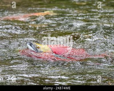 Salmone Sockeye (Oncorhynchus nerka), che si rifà sul fiume Russo, un fiume lungo 13 miglia sulla penisola di Kenai, Alaska, Stati Uniti d'America Foto Stock