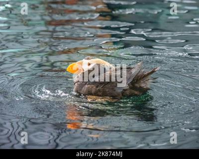 Un puffin tufted adulto (Fratercula cirrhata) che bagna nell'oceano nel parco nazionale dei fiordi di Kenai, Alaska, Stati Uniti d'America, Nord America Foto Stock