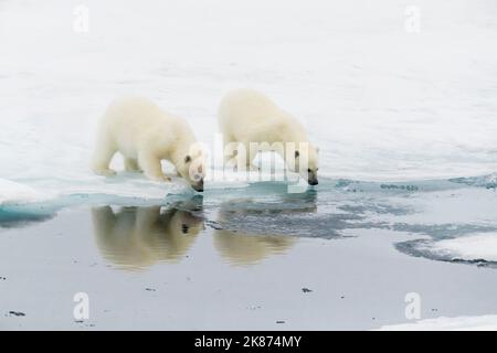 Orso polare (Ursus maritimus) cuccioli su un galleggiante di ghiaccio nella nebbia a Davis Strait, Nunavut, Canada, Nord America Foto Stock