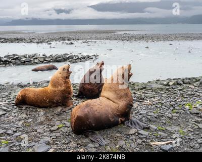 Leoni marini di bull Steller adulti (Eumetopias jubatus), esposizione territoriale al Solomon Gulch Hatchery, Valdez, Alaska, Stati Uniti d'America, Nord Foto Stock