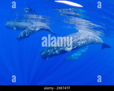 Una piccola cialda di balene spermatiche (Physeter macrocephalus) che nuotano sott'acqua al largo della costa di Roseau, Dominica, Isole Windward, Indie Occidentali, Caraibi Foto Stock