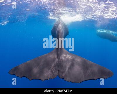 Le canne di una femmina adulta di spermatozoi (Physeter macrocephalus) nuoto sott'acqua, Roseau, Dominica, Isole Windward, Indie Occidentali, Caraibi Foto Stock