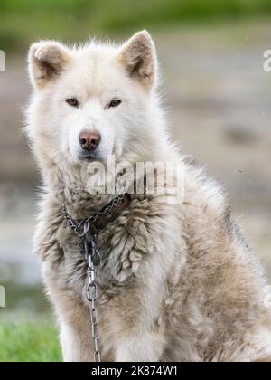 Cane adulto della Groenlandia (Canis familiaris) tenuto in catena come cani da slitta in Sisimiut, Groenlandia, Danimarca, regioni polari Foto Stock