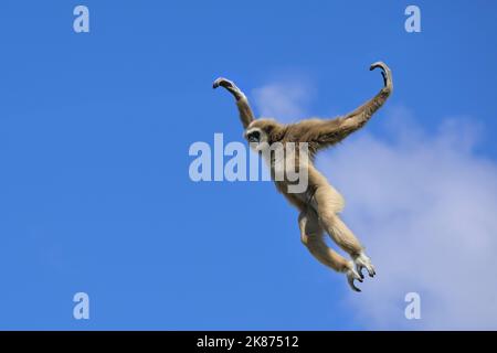 Jumping lar gibbon (gibbon bianco-mano) (Hylobates lar), Malesia, Asia sudorientale, Asia Foto Stock