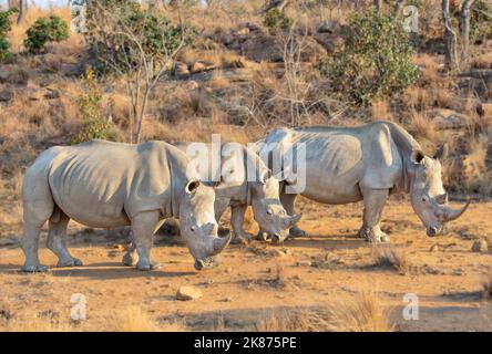 Rinoceronti nella macchia sudafricana, Welgevonden Game Reserve, Limpopo, Sudafrica, Africa Foto Stock