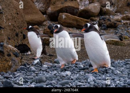 Pinguini Gentoo (Pygoscelis papua) a piedi su ciottoli, Brown Bluff, Penisola Tabarin, Mare Weddell, Antartide, Regioni polari Foto Stock