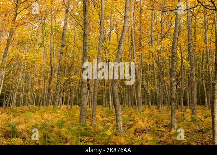 Fagus sylvatica Faggio di Sao Lourenco con colori autunnali. Si tratta di un bosco situato nel cuore del Parco Naturale della Serra da Estrela, Portogallo Foto Stock