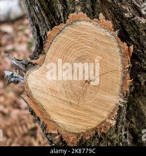 Albero tagliato tronco struttura legno ( fondo naturale ) Foto Stock