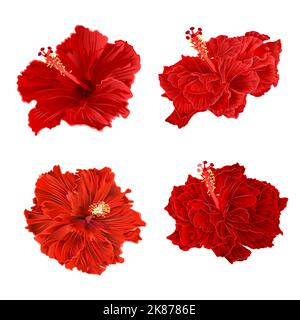 Red hibiscus corrugato tropicale pianta vintage disegno a mano set due vintage vettore illustrazione Illustrazione Vettoriale