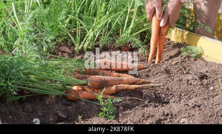 Le mani femminili estrarano le carote fresche dal terreno. Mani di una donna che tira una carota fuori dal suolo. Raccolta di carote nel giardino. Il giardiniere tira Foto Stock