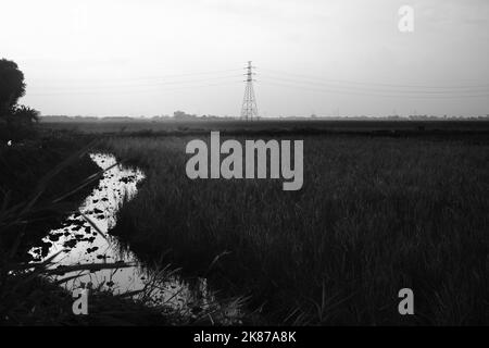 Foto monocromatiche, foto in bianco e nero della bellezza dei campi di riso nella campagna nella zona di Cikancung - Indonesia Foto Stock