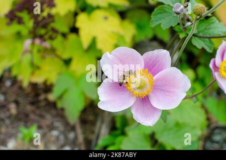 Anemone hupehensis 'fascino del seno' in autunno in botanica, Polonia, Europa. Foto Stock