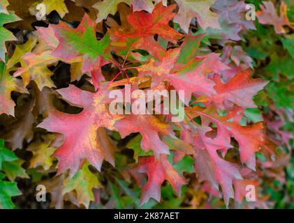 Quercus palustris 'Isabel' con foglie colorate in autunno, botanica in Polonia. Foto Stock