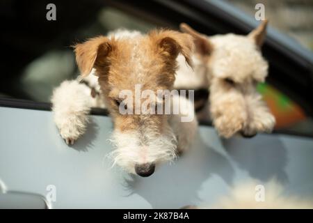 Cani in auto. Gli animali domestici si affacciano fuori dalla finestra del trasporto. Piccoli cani bianchi. Foto Stock