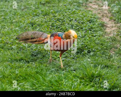 Fagiano d'oro o Chrysolophus pictus, noto anche come fagiano cinese. Uccello luminoso con piume color arcobaleno in erba. Foto Stock