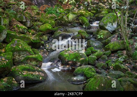 Piccole rapide a Padley Gorge nel Peak District del Derbyshire Foto Stock