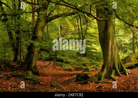 Bosco autunnale a Padley Gorge nel Peak District del Derbyshire Foto Stock
