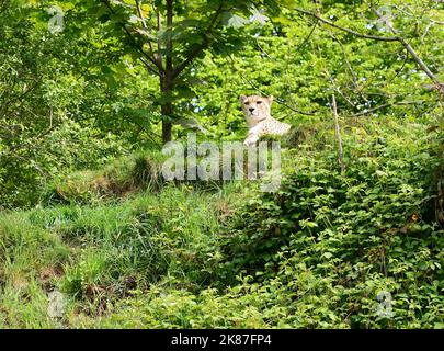 Un ghepardo nordorientale allo Zoo di Dartmoor, Devon. Foto Stock