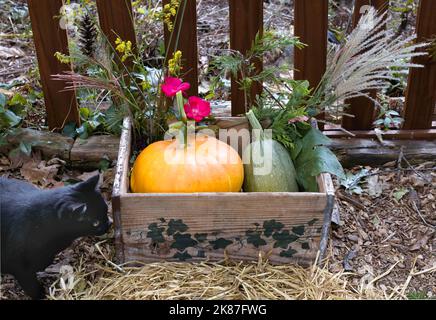 Gatto nero, zucca su Halloween Foto Stock