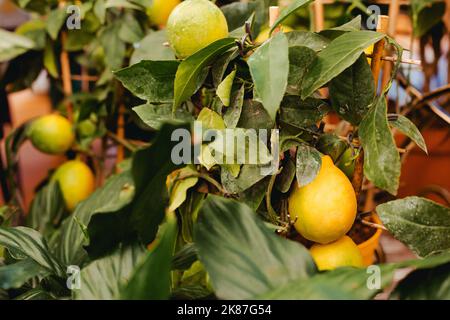 Primo piano sulla maturazione dei limoni gialli su un vaso ornamentale agrumi con le sue foglie verdi lucide su un lato vista isolata su bianco Foto Stock