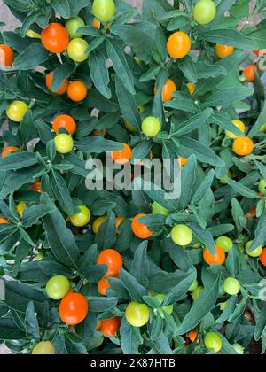 Primo piano della pianta annuale autunnale e invernale Solanum venus o Winter Cherry Plant con bacche rosso-arancio. Foto Stock