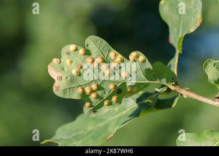 Gallo di spangle comune (Neuroterus quercusbaccarum) sul lato inferiore di una foglia di quercia. Foto Stock