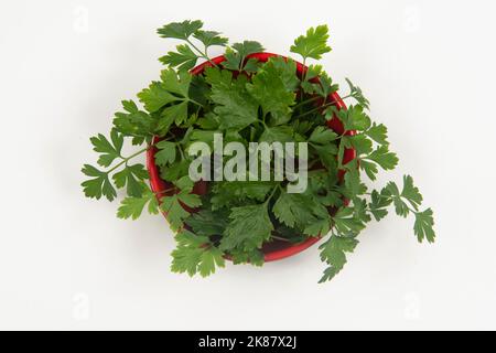 prezzemolo in una ciotola isolata senza nessuno. Foto Stock