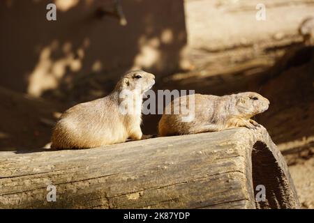 un primo piano di due carini cani da prato dalla coda nera su un pezzo di legno. Cynomys ludovicianus Foto Stock