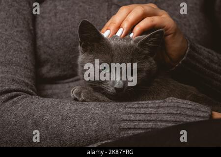 Donna con gatto grigio domestico in mano Foto Stock