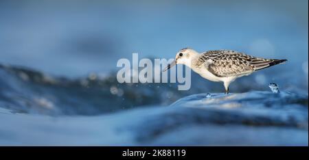 Calidris alba arenaria sabbiosa cammina in acqua e cerca di cibo nelle onde, la foto migliore. Foto Stock