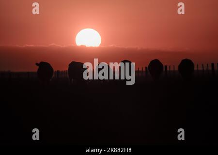 Tramonto nella couttryside di Pampas, provincia di la Pampa, Patagonia, Argentina. Foto Stock