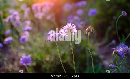 Scabiosa fiorisce da dietro al tramonto con una messa a fuoco limitata e colori ricchi. Foto Stock