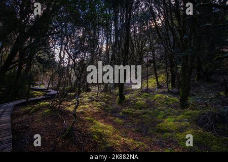 La popolare passeggiata incantata e il paesaggio in un fresco pomeriggio primaverile a Cradle Mountain, Tasmania, Australia Foto Stock