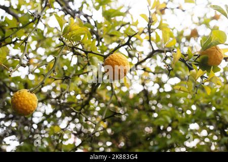 Poncirus trifoliata - arbusto di arance trifoliate con frutta. Foto Stock