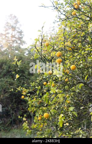 Poncirus trifoliata - arbusto di arance trifoliate con frutta. Foto Stock