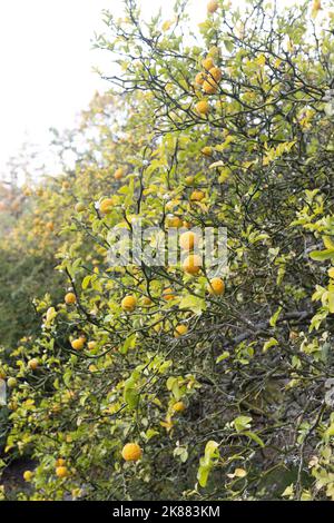 Poncirus trifoliata - arbusto di arance trifoliate con frutta. Foto Stock