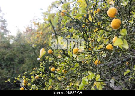 Poncirus trifoliata - arbusto di arance trifoliate con frutta. Foto Stock