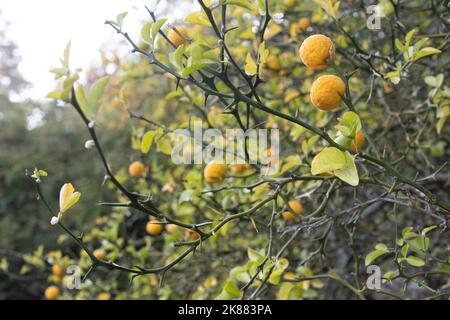 Poncirus trifoliata - arbusto di arance trifoliate con frutta. Foto Stock