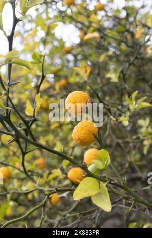 Poncirus trifoliata - arbusto di arance trifoliate con frutta. Foto Stock