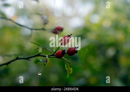 Rosa canina rosa anche, Cardiff. Ottobre 2022. Autunno Foto Stock