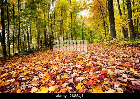 Bella foresta con colorate foglie autunnali al tramonto nel parco nazionale Foto Stock