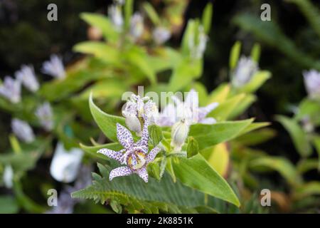 Tricyrtis hirta - giglio del rospo. Foto Stock