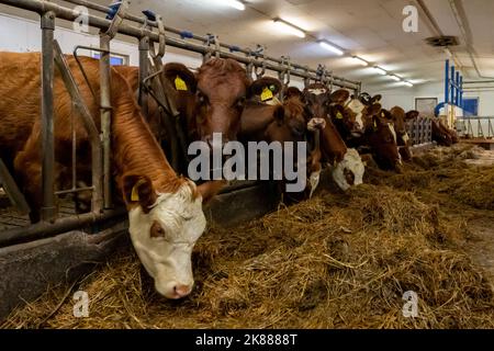 Mucche da latte che mangiano foraggi in una fattoria casearia Foto Stock