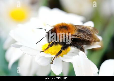 Primo piano su un albero regina Bumblebee, Bombus hypnorum seduta su un fiore bianco nel giardino Foto Stock