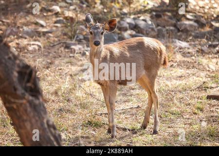 Giovane cervo sambar (Rusa unicolor) in legno secco Foto Stock