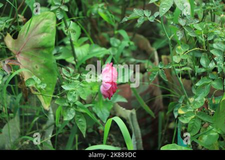 Rosa rosa con dei fiori gocce di pioggia su sfondo rosa rose fiori. La natura. Foto Stock