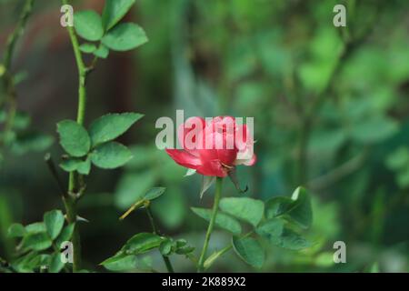 primo piano di un cespuglio di rose rosa pallido in luce naturale. Foto Stock