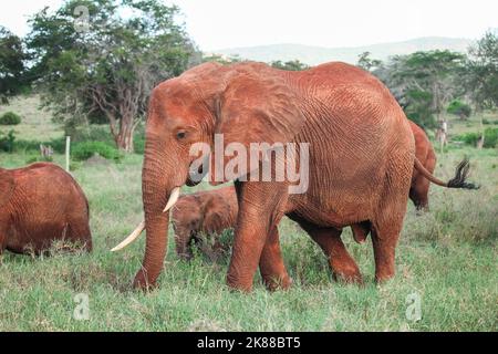 Elefanti africani del cespuglio (Loxodonta africana) nel Parco Nazionale dello Tsavo, Kenya Foto Stock