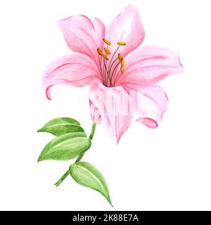 Acquerello a mano fiore di giglio rosa con foglie verdi su sfondo bianco. Disegno di album, poster tipografico, etichetta, banner, cartolina Foto Stock